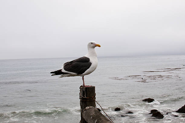 Seagull Cliche stock photo