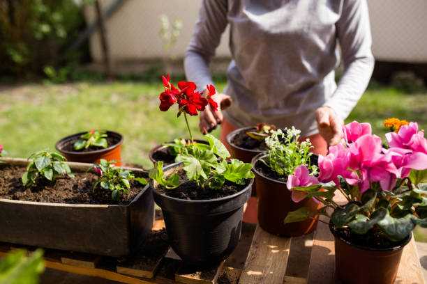 istock I enjoy planting flowers 1221999299