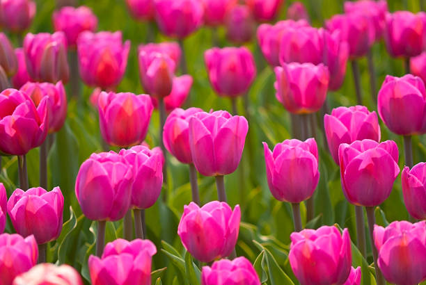 istock beautiful red tulips on a green background 122199966
