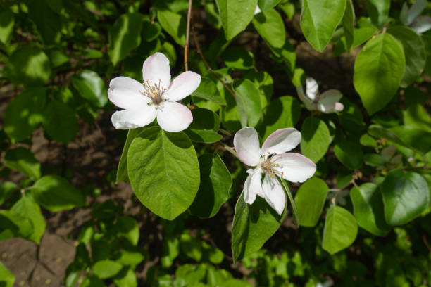 istock 2 white flowers of quince tree in May 1222000449
