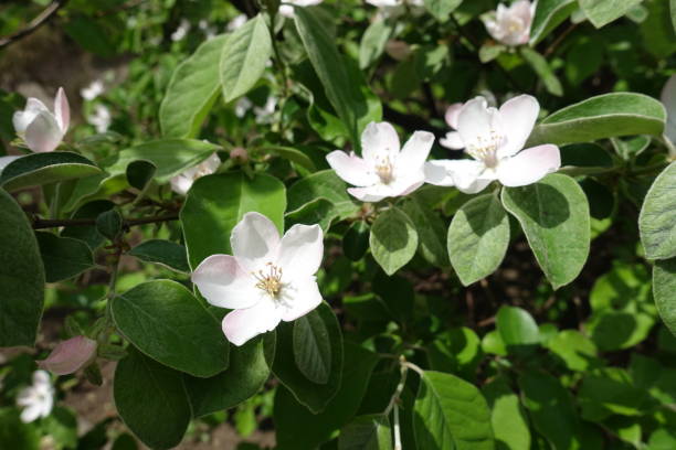 istock 3 white flowers of quince tree in May 1222000454