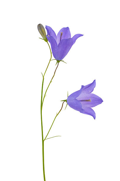 istock light lilac isolated bellflower 122200046