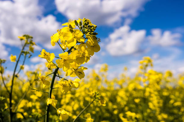 istock Rape blooming in the Summer Field 1222003012
