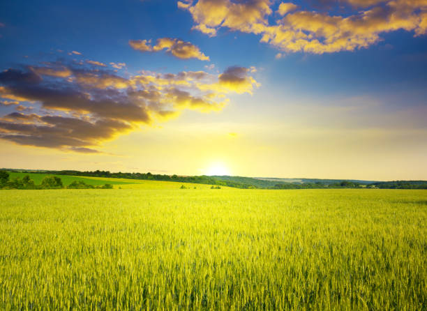 istock Majestic dawn over ripe summer wheat field. 1222004475