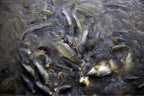 istock Fish on the surface of a river 1222004550