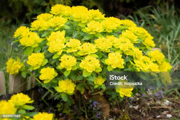 Bright Yellow Cushion Spurge Euphorbia Polychroma In Spring Garden Fresh Yellow Flowers Commonly Bloom In Many Gardens In Springtime Macro Shot Selective Focus Stock Photo - Download Image Now