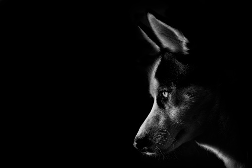 High contrast profile shot of a beautiful husky