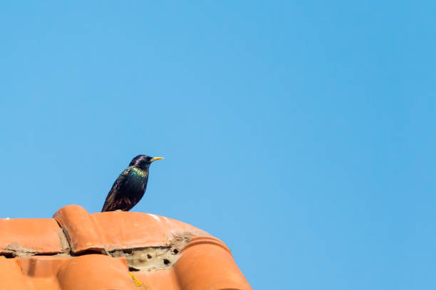 istock starling on the orange roof in midday 1222008207