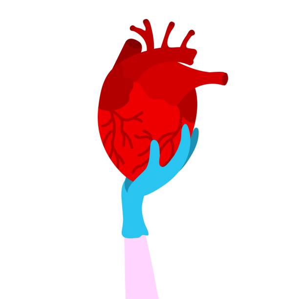 ilustraciones, imágenes clip art, dibujos animados e iconos de stock de una mano en un guante médico sostiene un corazón humano rojo. el corazón es el órgano interno del hombre. símbolo de cardiología. el órgano interno se dibuja en estilo doodle sobre un fondo blanco. vector aislado - human cardiovascular system heart shape human hand healthy lifestyle