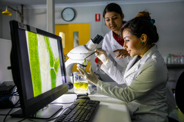 Women in Science A side-view shot of two female scientists working in a laboratory, one woman is holding a sample of algae with tweezers and she's placing it in a Petri dish in Perth, Australia. ecologist stock pictures, royalty-free photos & images