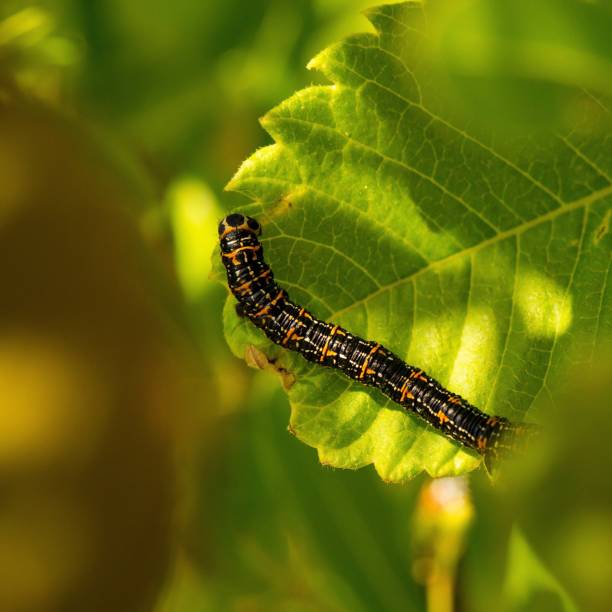 istock Black and orange caterpillar feeding on a lush green leaf. 1222010189