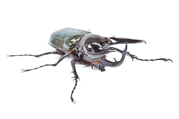 istock Black big beetle Chalcosoma atlas isolated 122201063