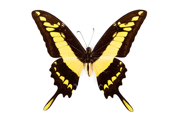 istock Black and yellow butterfly Papilio thoas isolated on white background 122201086