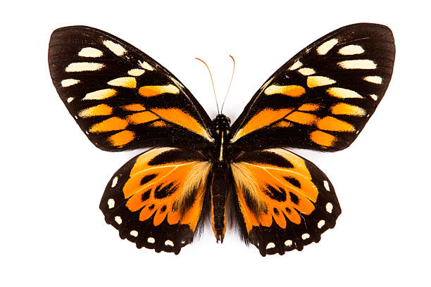 balck e arancio farfalla papilio zagreus isolato su sfondo bianco - papilio zagreus foto e immagini stock