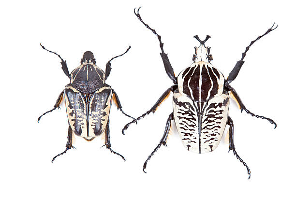 istock Black and white beetle Goliathus albosignathus isolated 122201123