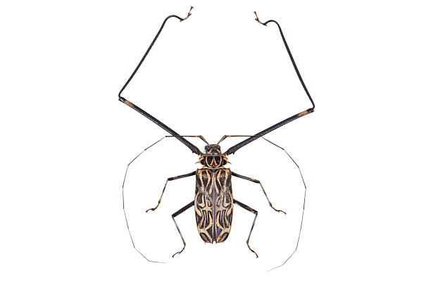 istock Black and white beetle Acrocinus longimanus isolated 122201168