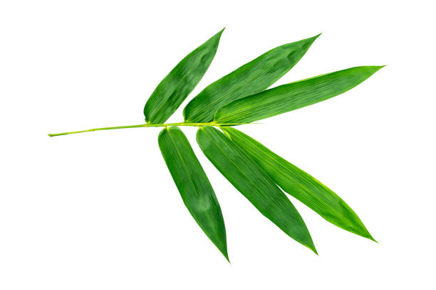 istock green leaves for background and wallpaper 1222011918