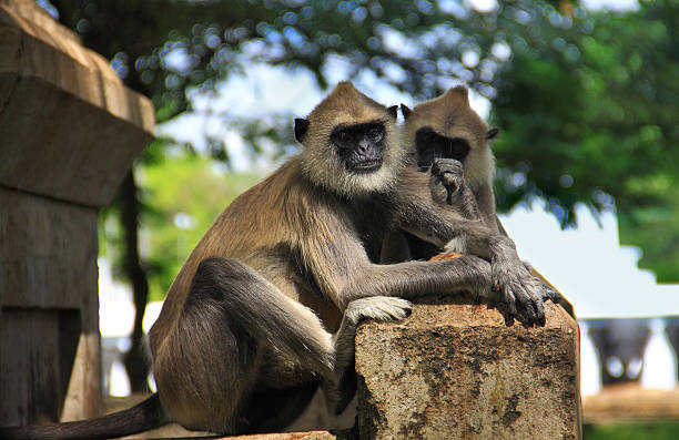 istock Couple of monkeys 122201277