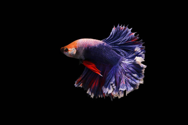 siamese fighting fish isolated on black background. fish three color. black isolate. space for text. - fish siamese fighting fish isolated multi colored imagens e fotografias de stock