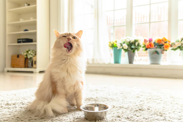 un gato crema comiendo su comida. - longhair cat fotografías e imágenes de stock