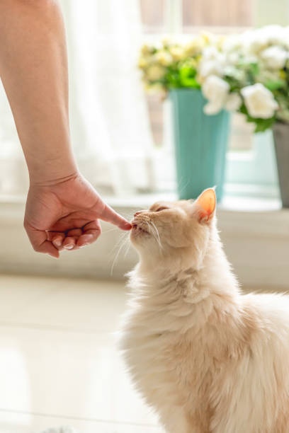 istock A Cream colored cat eating his foods 1222014705