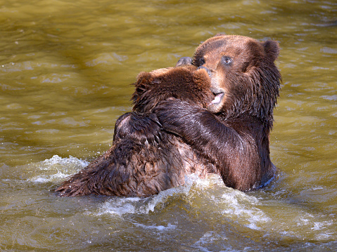 Two grizzlies (Ursus arctos horribilis) playing in the water