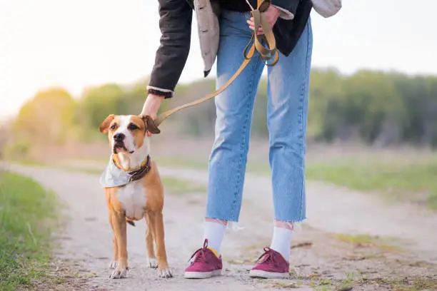 Walking with pets, going outdoors and on long trips, physically active dog