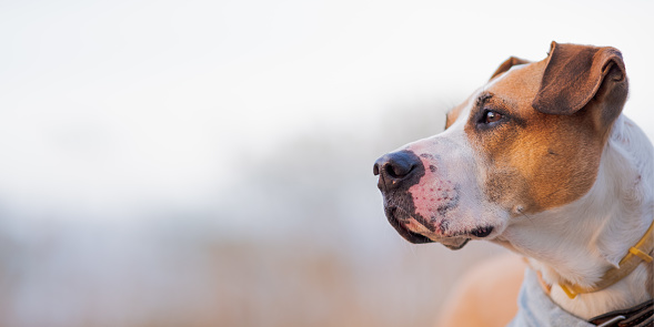 Satffordshire terrier or boxer mutt, shallow depth of field background