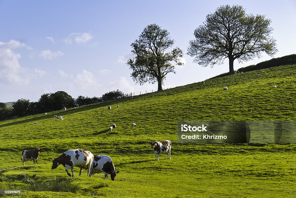 Inglese campo In primavera - Foto stock royalty-free di Agricoltura