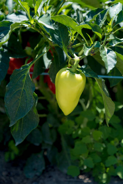 istock growing bulgarian pepper in a garden garden 1222016724