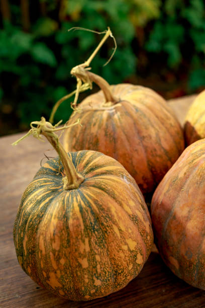 istock pumpkin in the autumn garden 1222016821