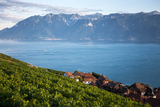 Lavaux region, Vaud Vineyards of the Lavaux region over lake Leman (lake of Geneva) montreux photos stock pictures, royalty-free photos & images