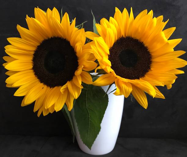 istock Sunflowers in a vase 1222018210
