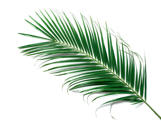 feuilles de palmier sur fond en bois brun, espace de copie - color image copy space high angle view isolated photos et images de collection