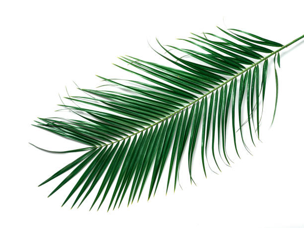 istock Palm leaves on brown wooden background, copy space 1222018752