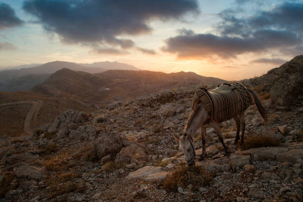 Commagene statue ruins on top of Nemrut Mountain in Adiyaman, Turkey.