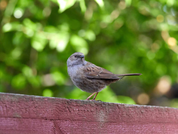 istock Dunnock on the garden fence 1222019870