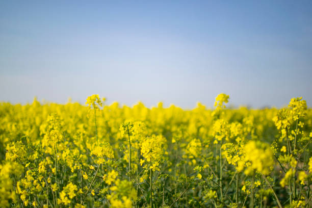菜種畑 - agriculture beauty in nature flower clear sky ストックフォトと画像