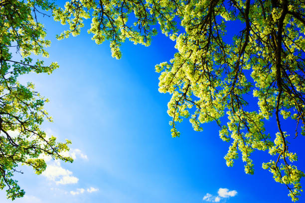 Picturesque rural scene of the blooming pear tree against the background of clear blue sky
