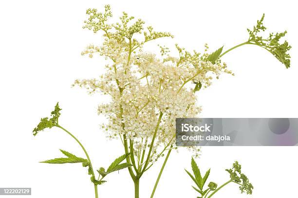 Filipendula Ulmaria Stock Photo - Download Image Now - Meadowsweet, White Background, Blossom