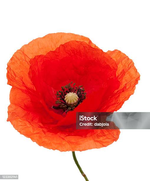 Poppy Stockfoto und mehr Bilder von Mohn - Pflanze - Mohn - Pflanze, Weißer Hintergrund, Blume