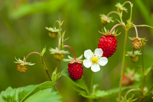 Strawberry fruits in growth at farm field