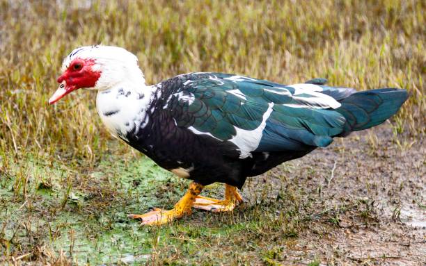 istock A Muscovy Duck at the Azores 1222021564