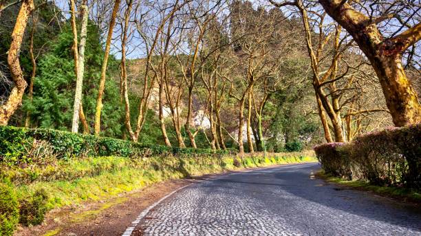 istock A road landscape at the Azores 1222021588