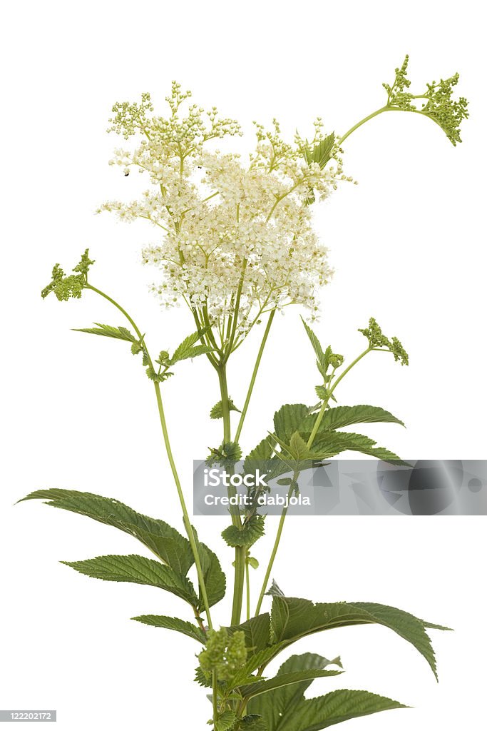 filipendula ulmaria - セイヨウナツユキソウのロイヤリティフリーストックフォト