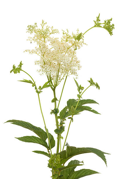 marsh cicuta close-up, herb milestone, herbaceous marsh plant