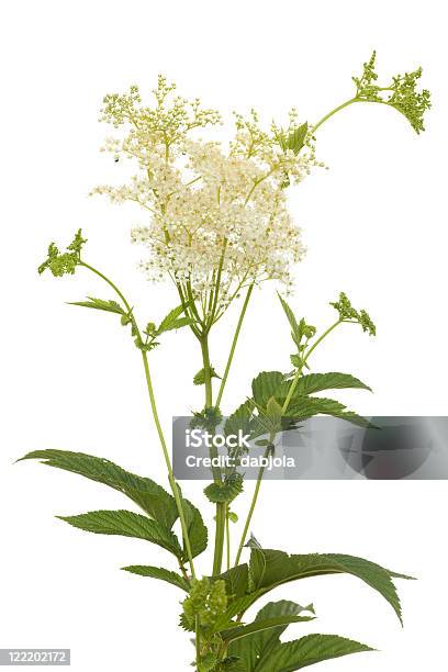 Foto de Filipendula Ulmaria e mais fotos de stock de Filipendula Ulmaria - Filipendula Ulmaria, Branco, Caule