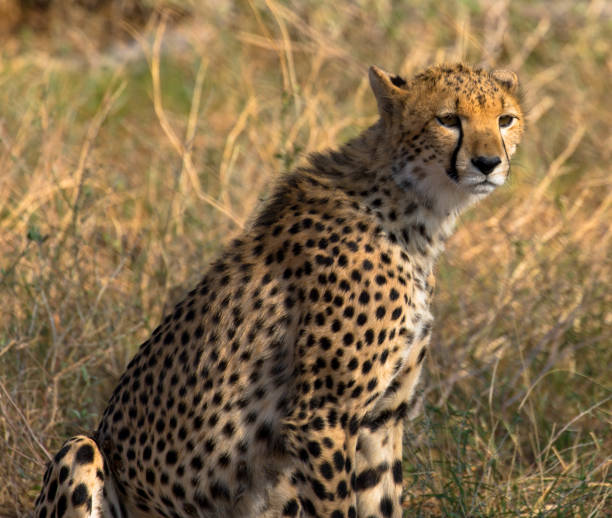 istock Cheetah in the African Bush and Game Reserves 1222021982