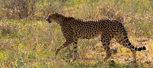 Cheetah Fastest Mammal On The Land Stock Photo - Download Image Now -  African Cheetah, Alertness, Animal Body Part - iStock