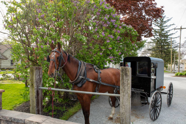 istock Amish Horse and Carriage 1222022345